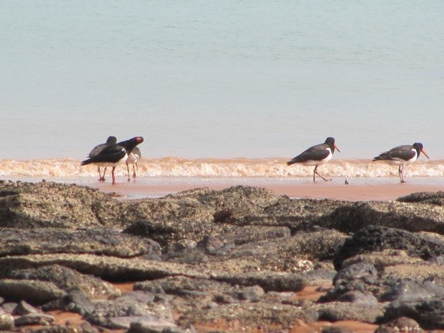 Pied Oystercatcher family (7)