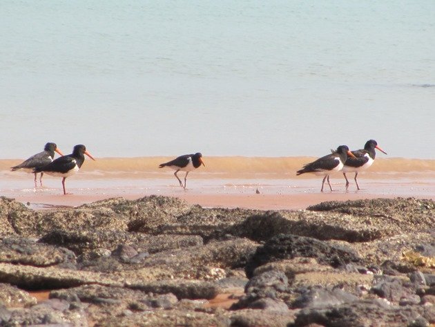 Pied Oystercatcher family (8)