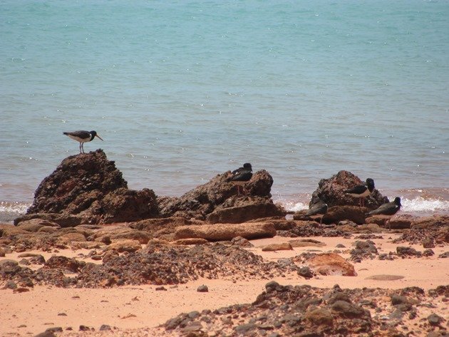 Pied Oystercatcher family of 5 (2)