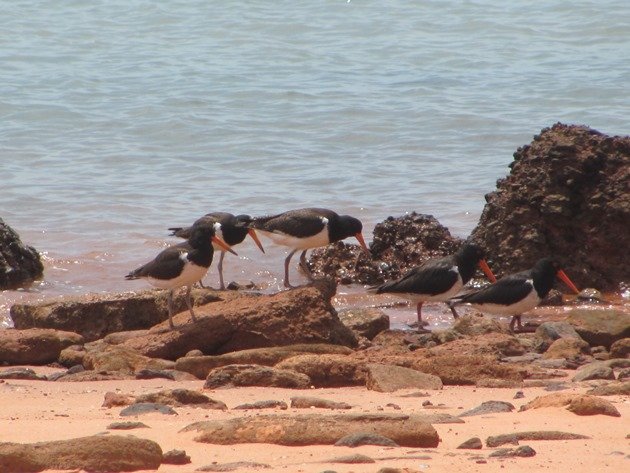 Pied Oystercatcher family of 5 (3)