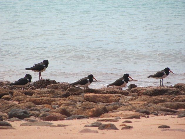 Pied Oystercatcher family of 5 (4)