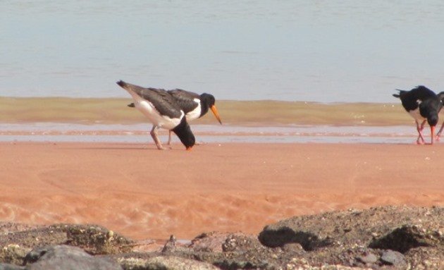 Pied Oystercatcher feeding (2)