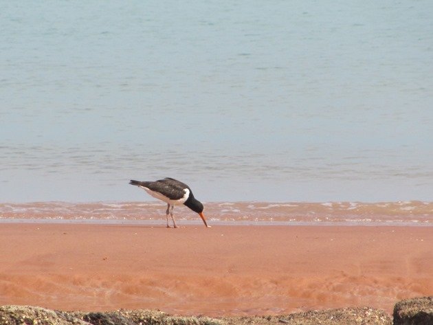 Pied Oystercatcher feeding (3)