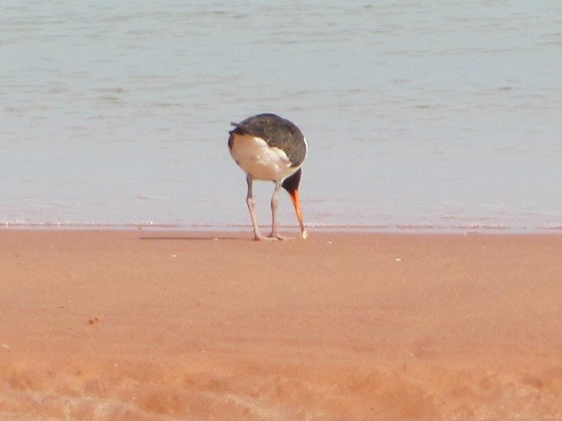 Pied Oystercatcher feeding (4)