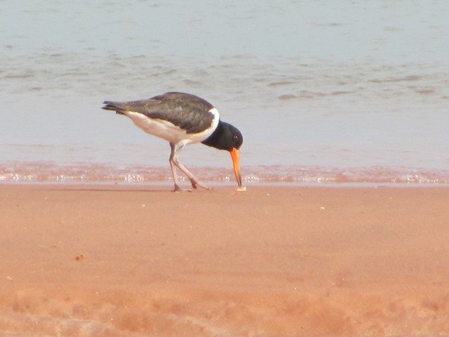 Pied Oystercatcher feeding (5)