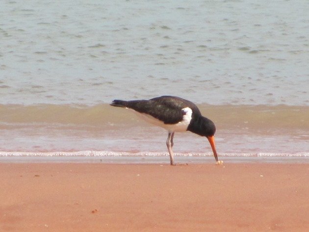 Pied Oystercatcher feeding (6)