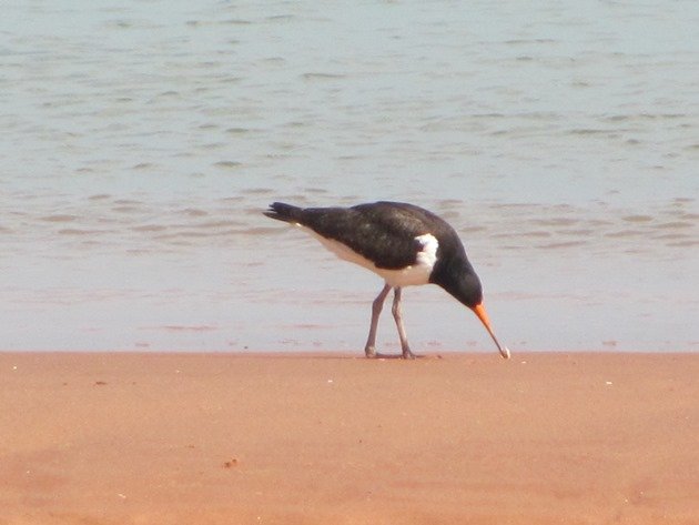 Pied Oystercatcher feeding (7)