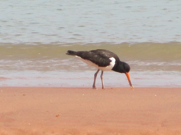 Pied Oystercatcher feeding (8)