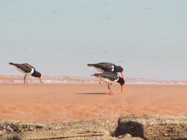 Pied Oystercatcher feeding