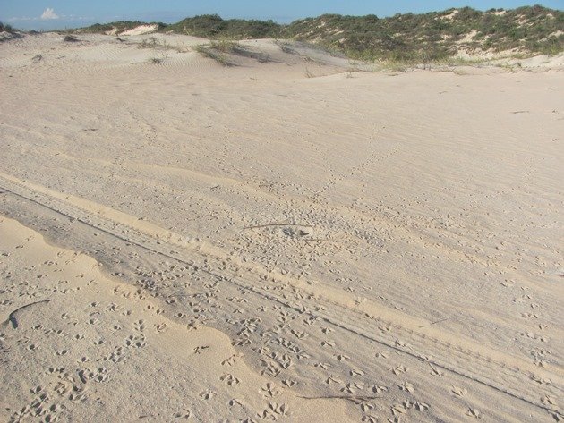 Pied Oystercatcher nest