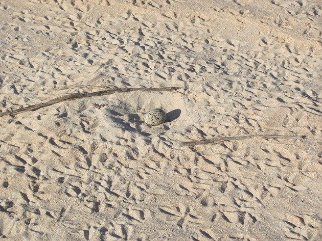 Pied Oystercatcher nest (2)