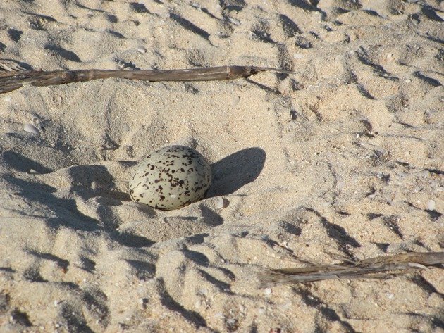 Pied Oystercatcher nest (3)