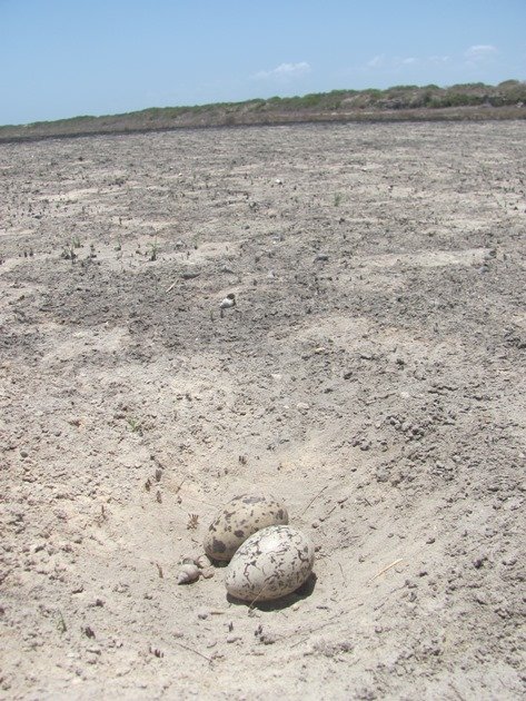 Pied Oystercatcher nest (4)