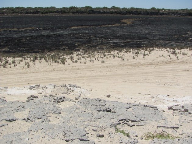 Pied Oystercatcher nest