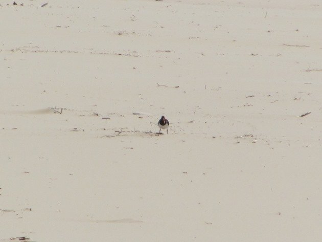 Pied Oystercatcher shading an egg