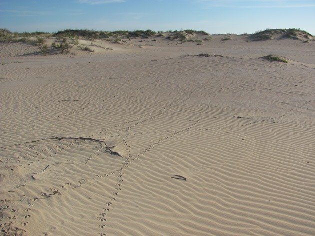 Pied Oystercatcher tracks