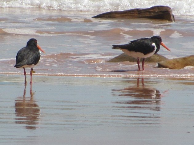 Pied Oystercatchers