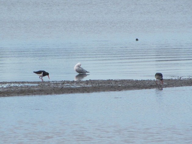 Pied Oystercatchers & Silver Gull