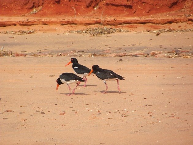Pied Oystercatchers piping (2)