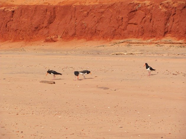 Pied Oystercatchers piping