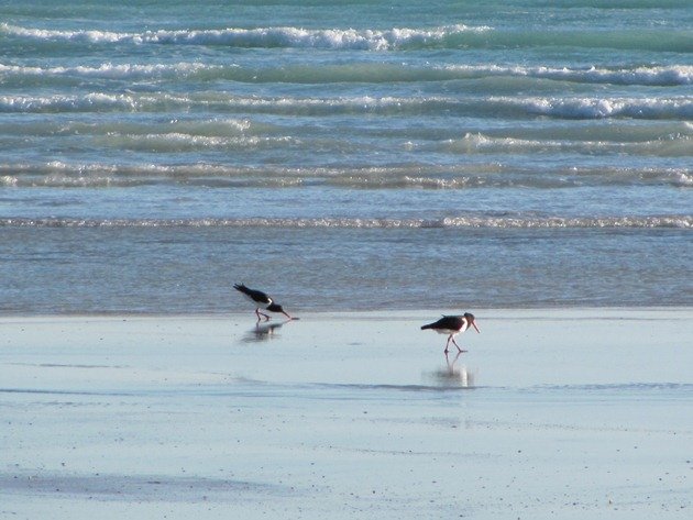 Pied Oystercatchers