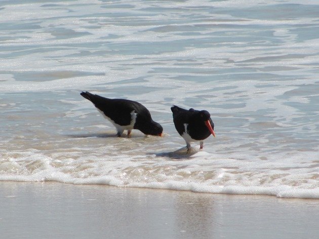 Pied Oystercatchers