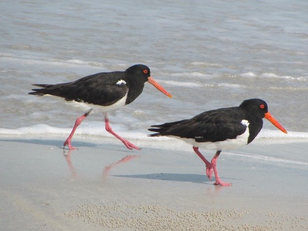 Pied Oystercatchers