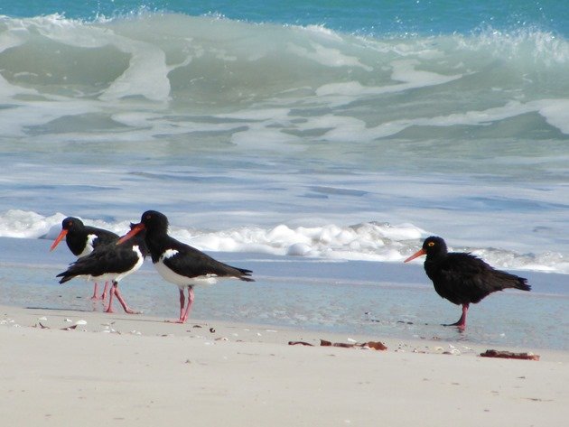 Pied & Sooty Oystercatchers (2)