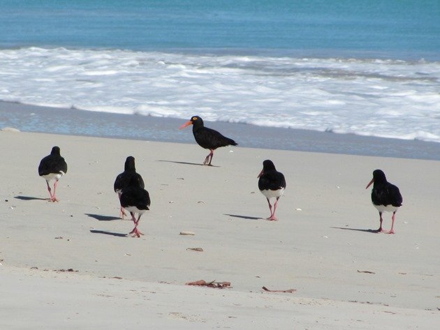 Pied & Sooty Oystercatchers (3)