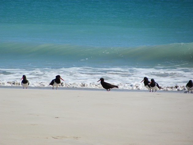 Pied & Sooty Oystercatchers