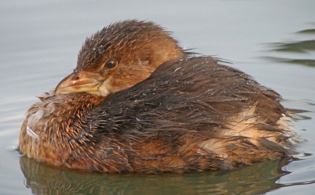 Pied-billed Grebe