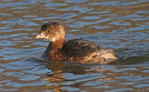 Pied-billed Grebe - the unwitting victim