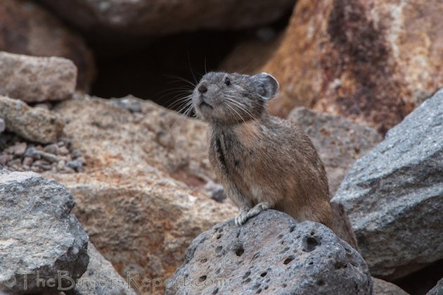 American Pika