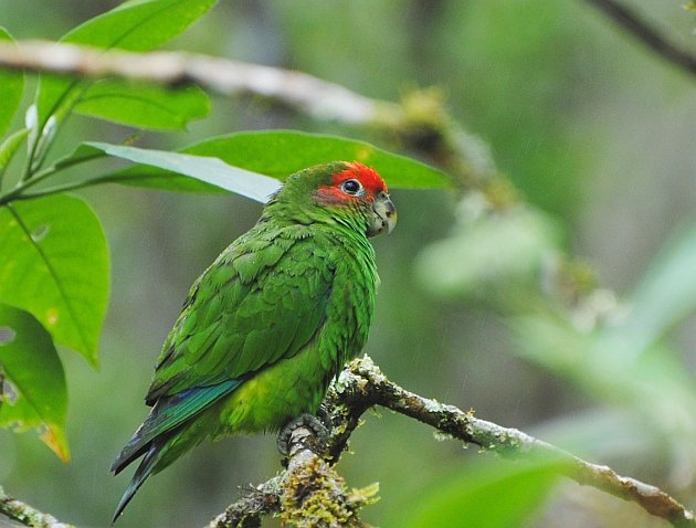 Pileated Parrot