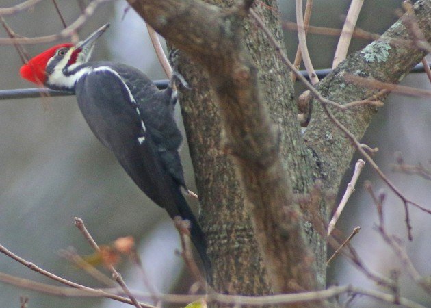 Pileated Woodpecker