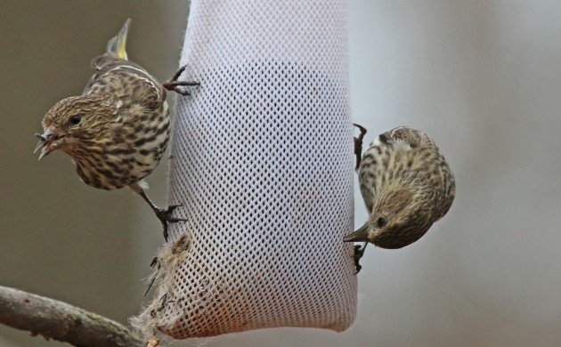 Pine Siskins