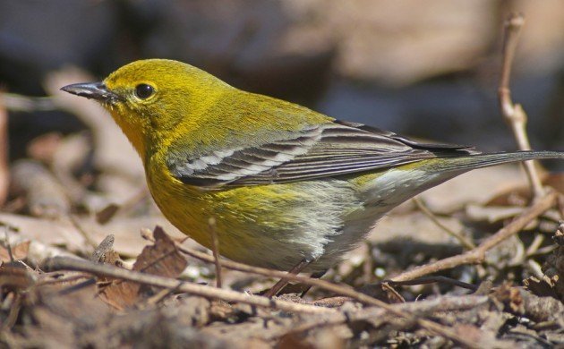 Pine Warbler Setophaga pinus