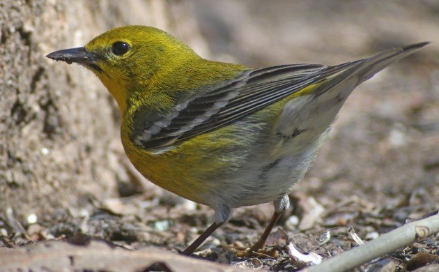 Pine Warbler at Forest Park