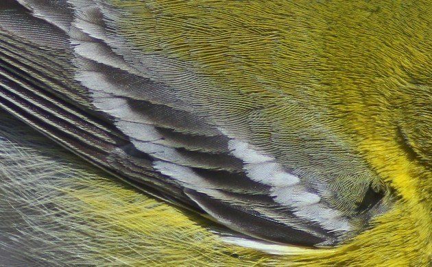 Pine Warbler feather detail