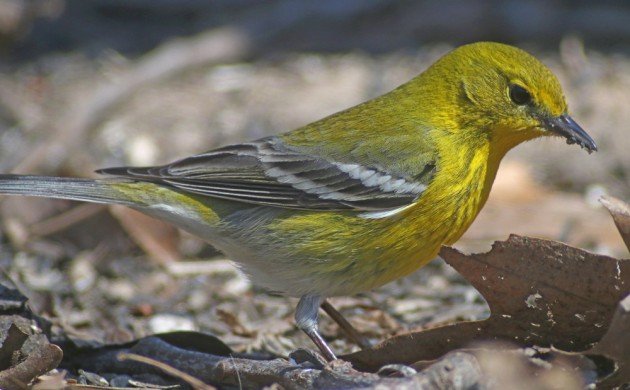 Pine Warbler in New York City