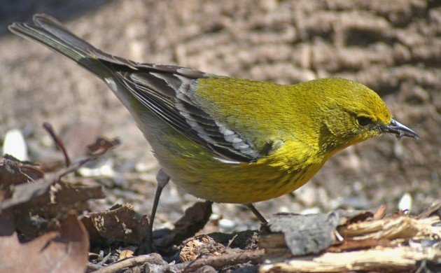 Pine Warbler in Queens