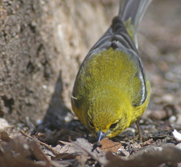 Pine Warbler looking under leaves