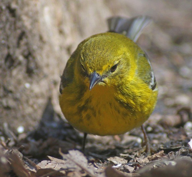 Pine Warbler on the prowl