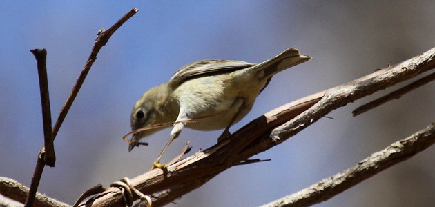 Pine Warbler peeling bark