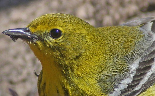 Pine Warbler portrait