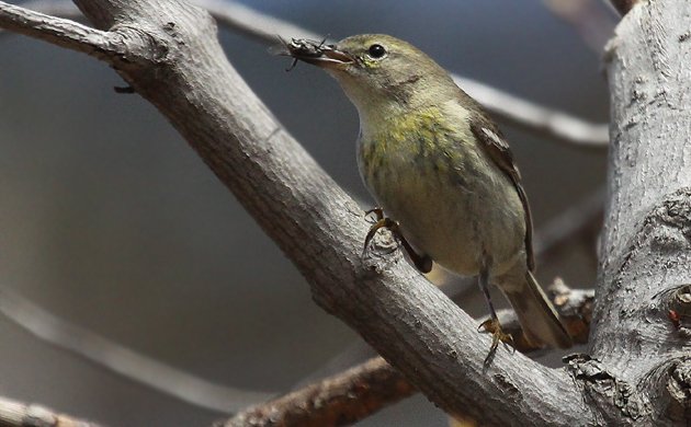 Pine Warbler with bug