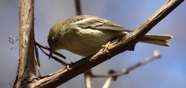 Pine Warbler practicing with nesting material