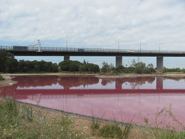 Pink Lake Westgate Park