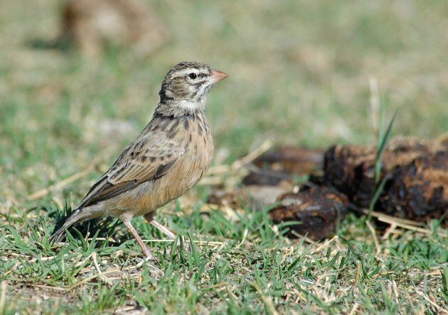 Pink-billed Lark by Andrew Stainthorpe