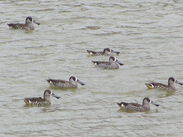 Pink-eared Ducks (2)